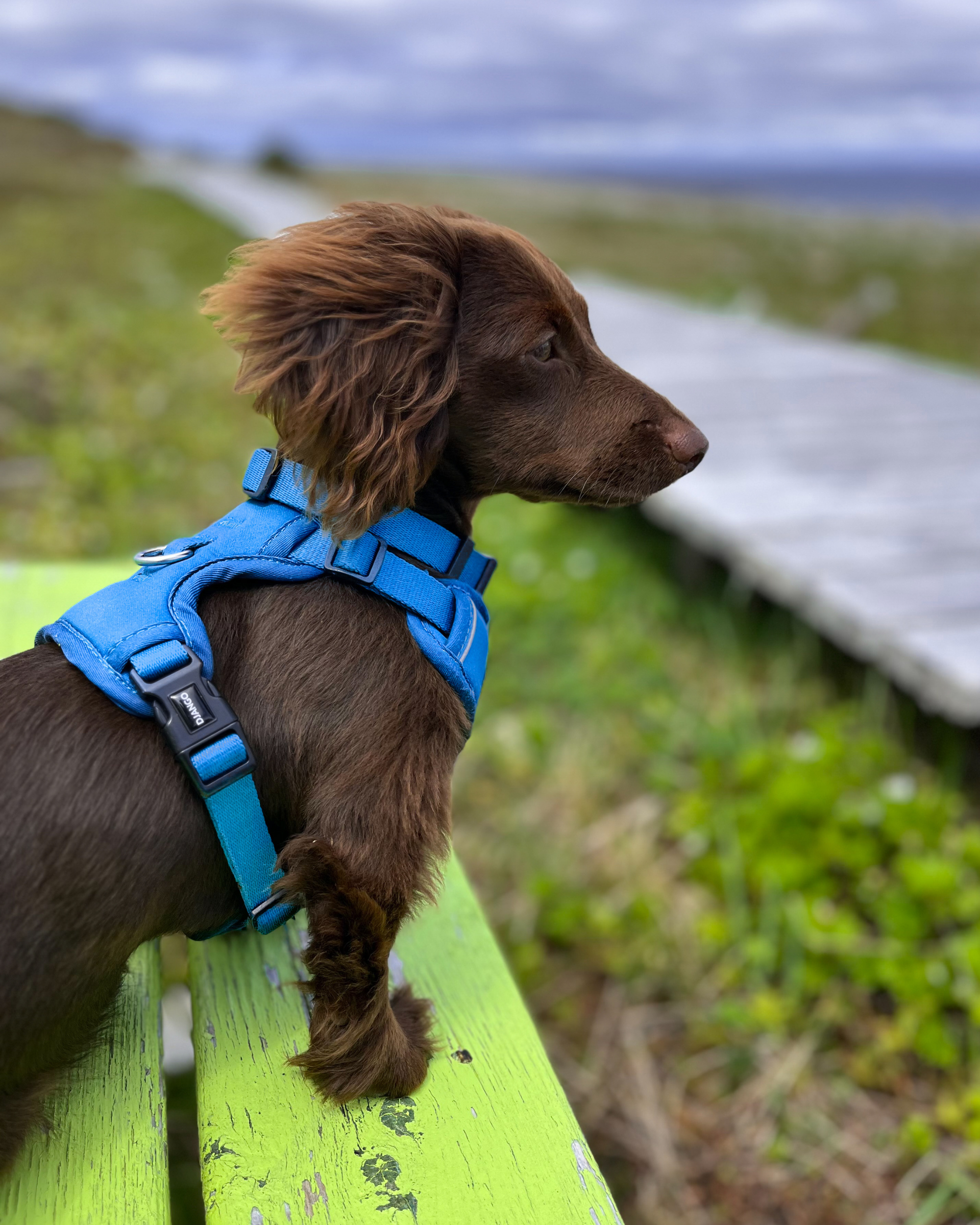 Brown long-haired dachshund wearing an Alpine Blue Tahoe harness and collar outdoors