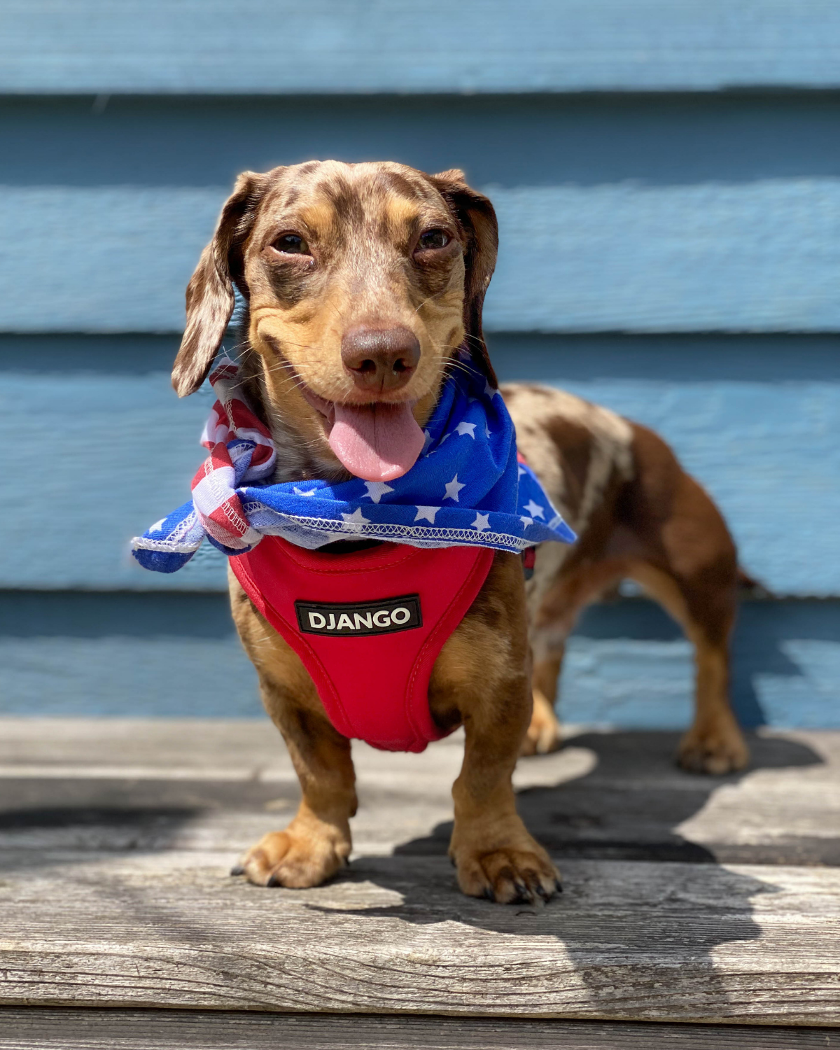 Adventure Dog Harness - Crimson Red