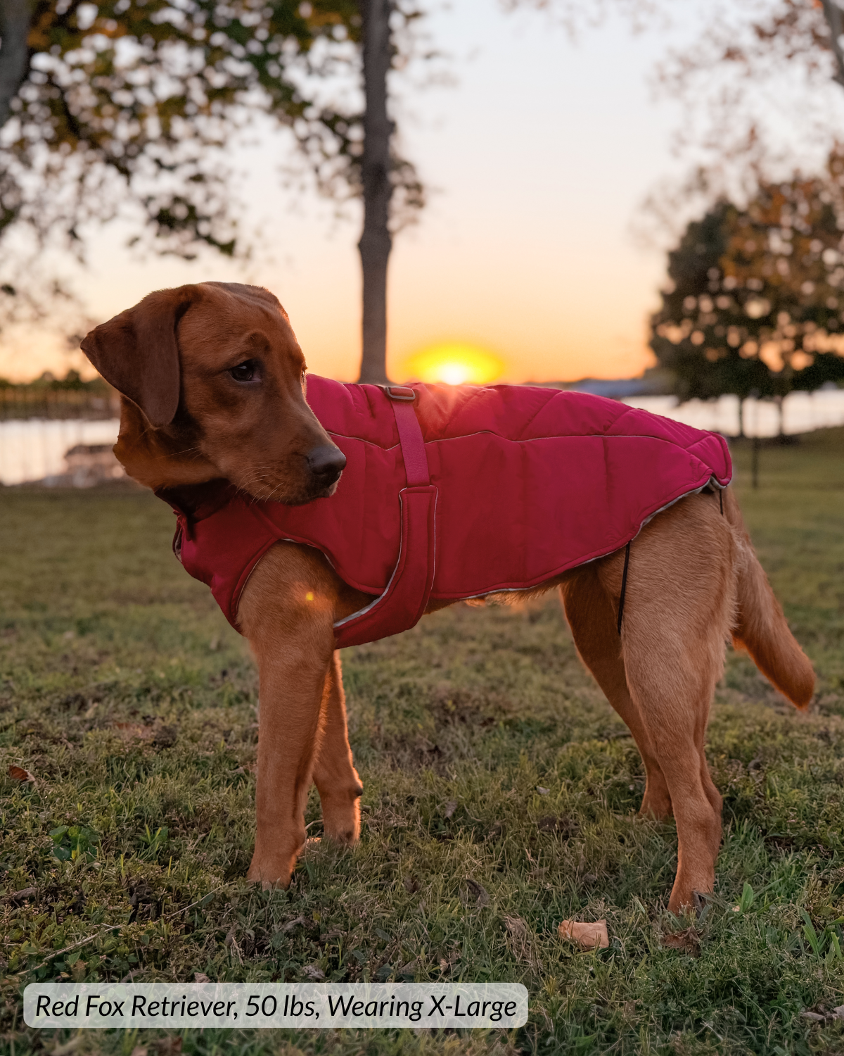 Whistler Winter Dog Coat