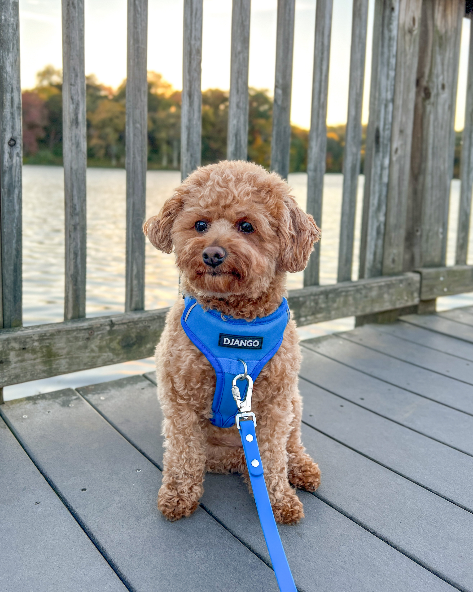 DJANGO Tahoe Dog Leash in Alpine Blue - Waterproof, dirt-resistant, odor-resistant, and easy-to-clean dog leash designed for muddy mountain trails, sparkling lakes, and dusty sidewalks. Pair with your favorite DJANGO Tahoe No Pull Dog Harness. - djangobrand.com