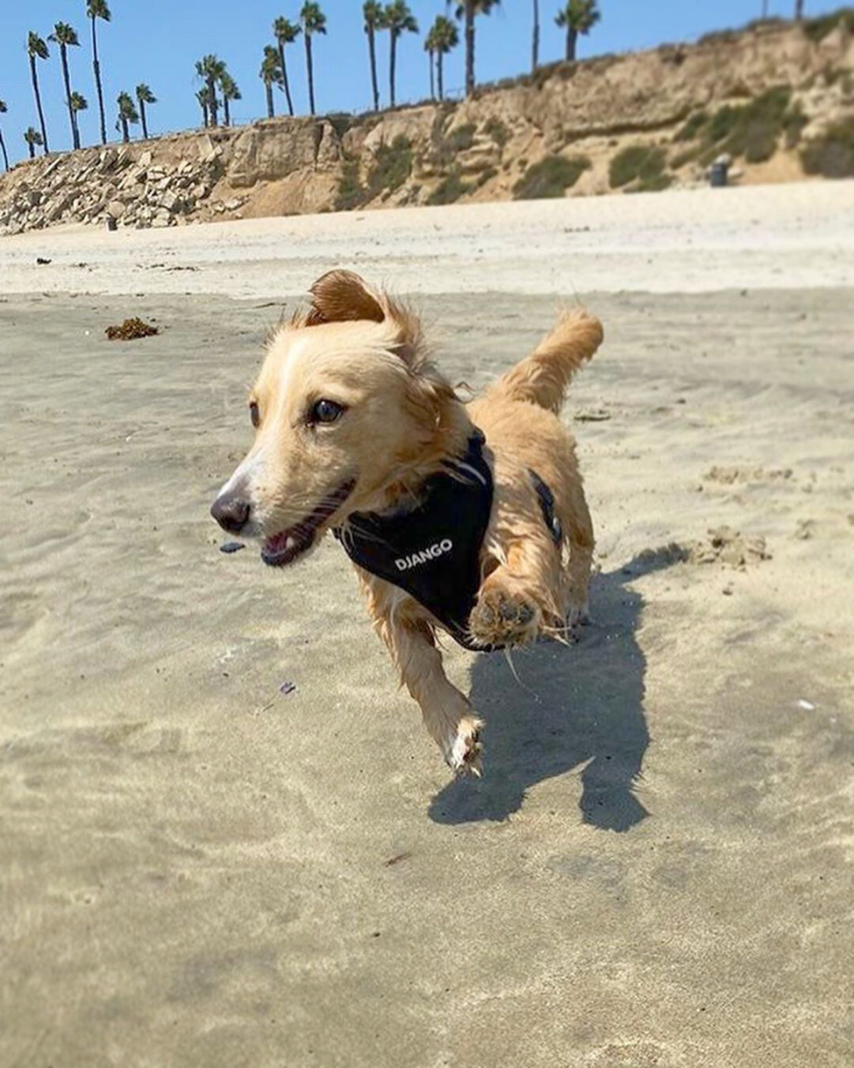Weather-resistant, padded, and escape-proof, this harness is perfect for active dogs and outdoor adventures.
