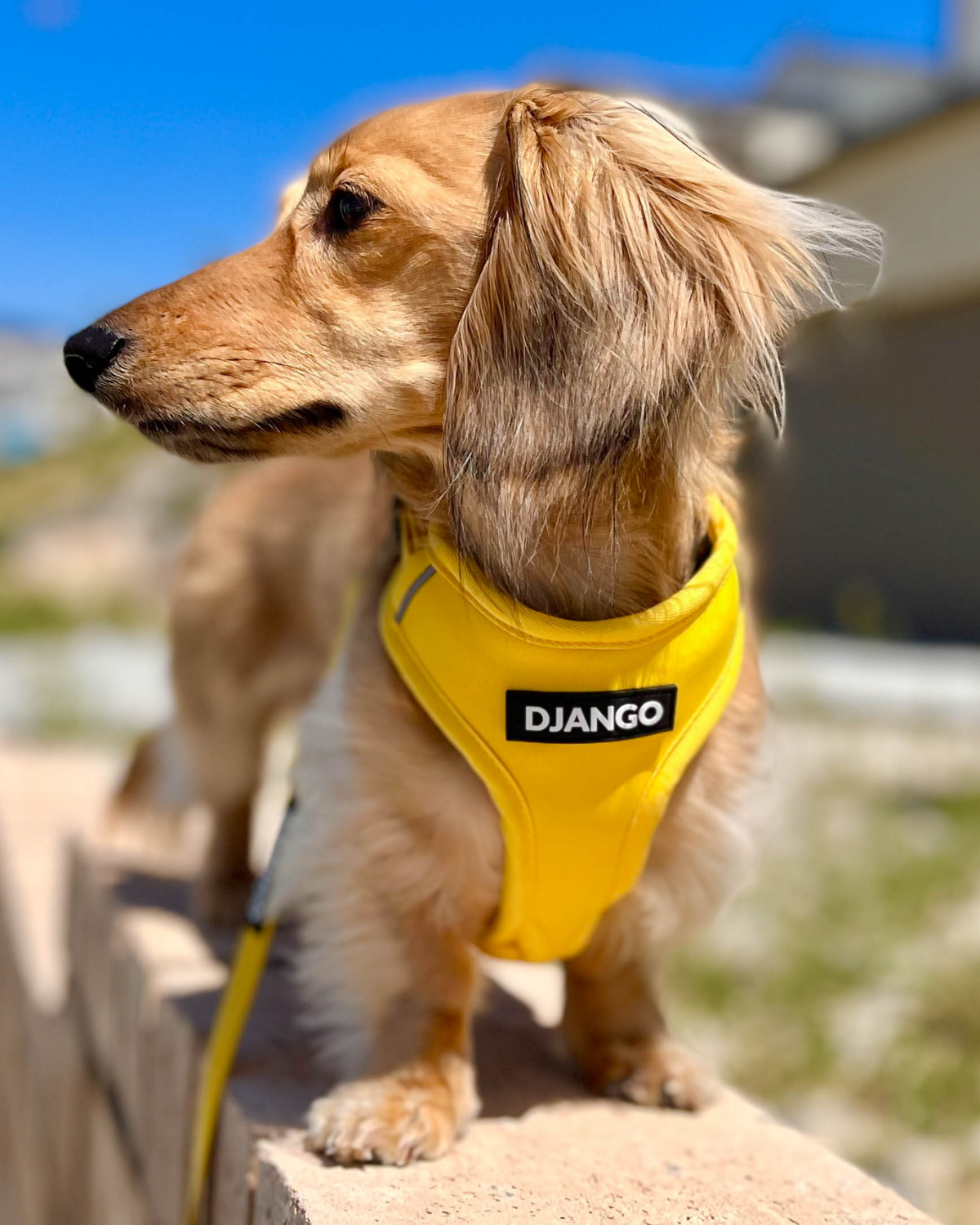 Weather-resistant and escape-proof, this secure dog harness is perfect for hiking, running, and everyday outdoor adventures
