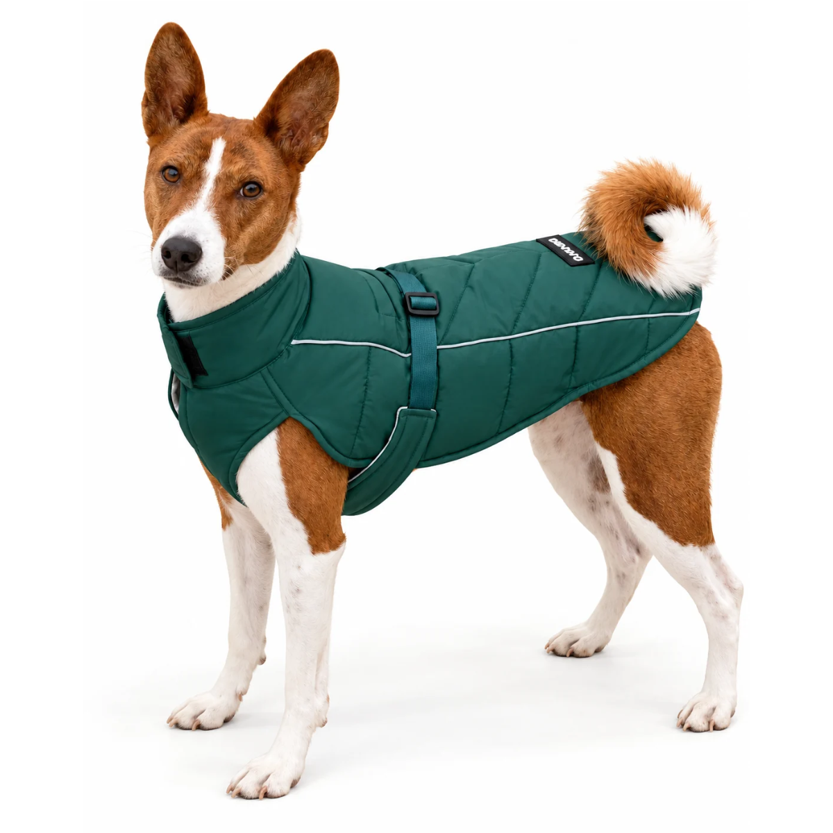 Basenhji wearing an adjustable and fitted winter puffer dog coat in color Lafayette Green on white background with reflective piping