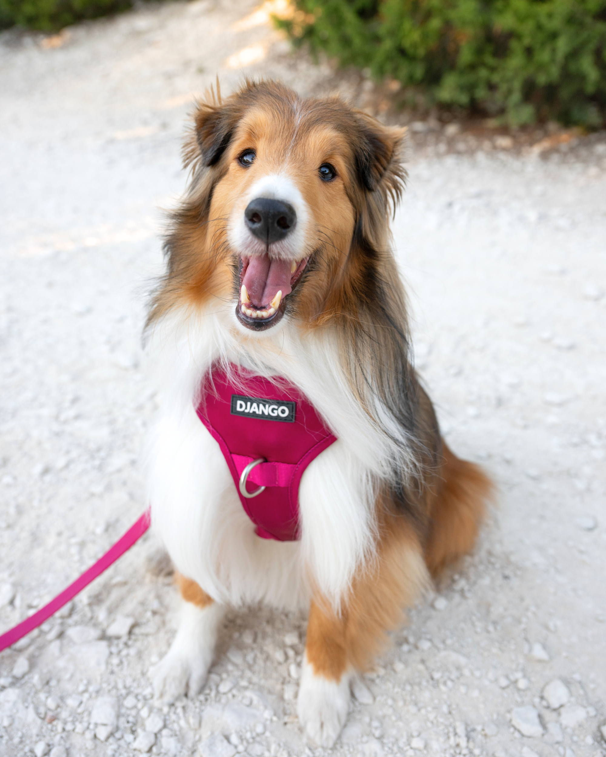 Comfortable and durable no pull dog harness – Front and back leash clips, breathable padding, and reflective trim for better control and safety