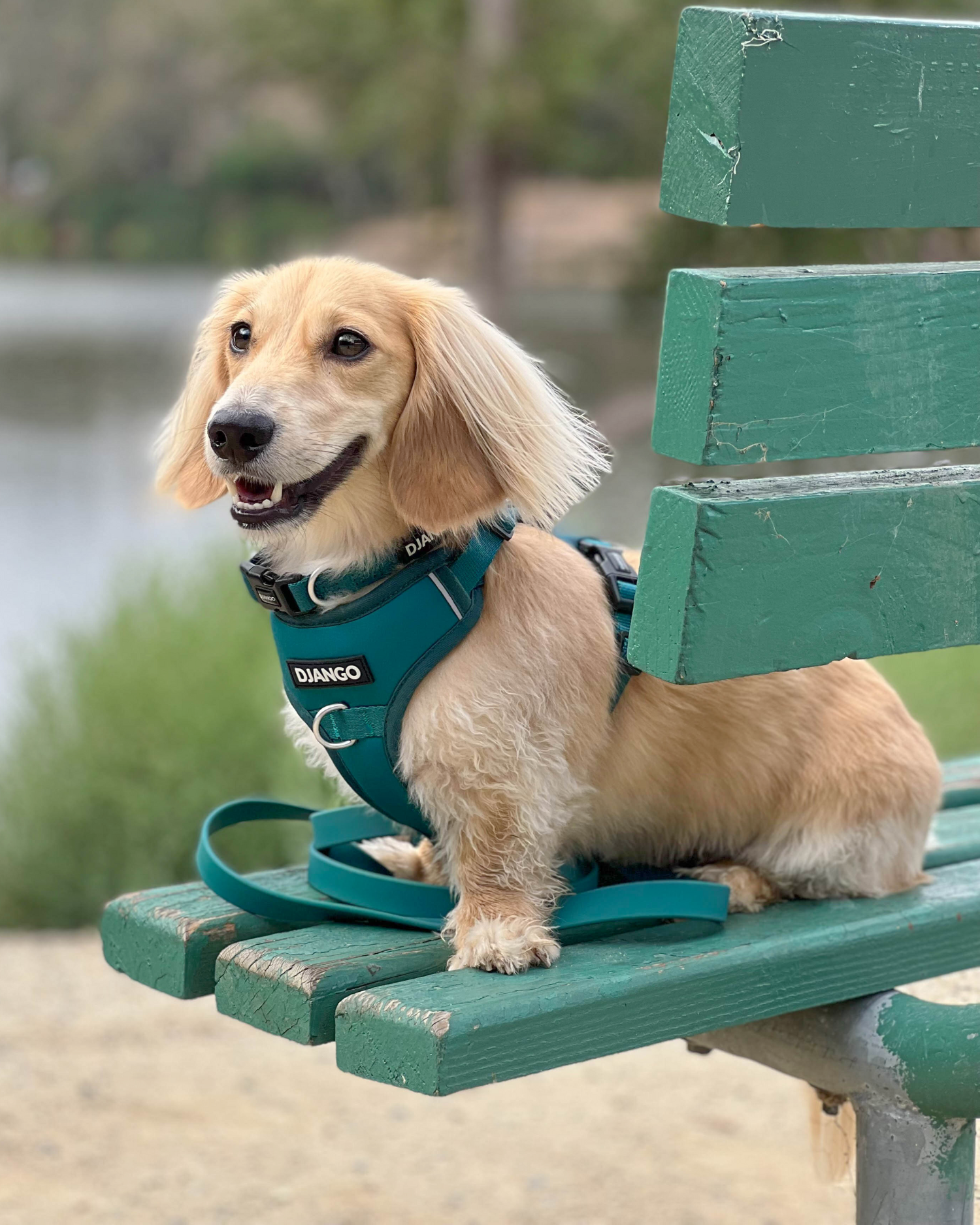 Durable no pull dog harness in Dark Teal Green – Designed for strong pullers, featuring anti-chafe padding, reflective trim, and easy-adjust straps