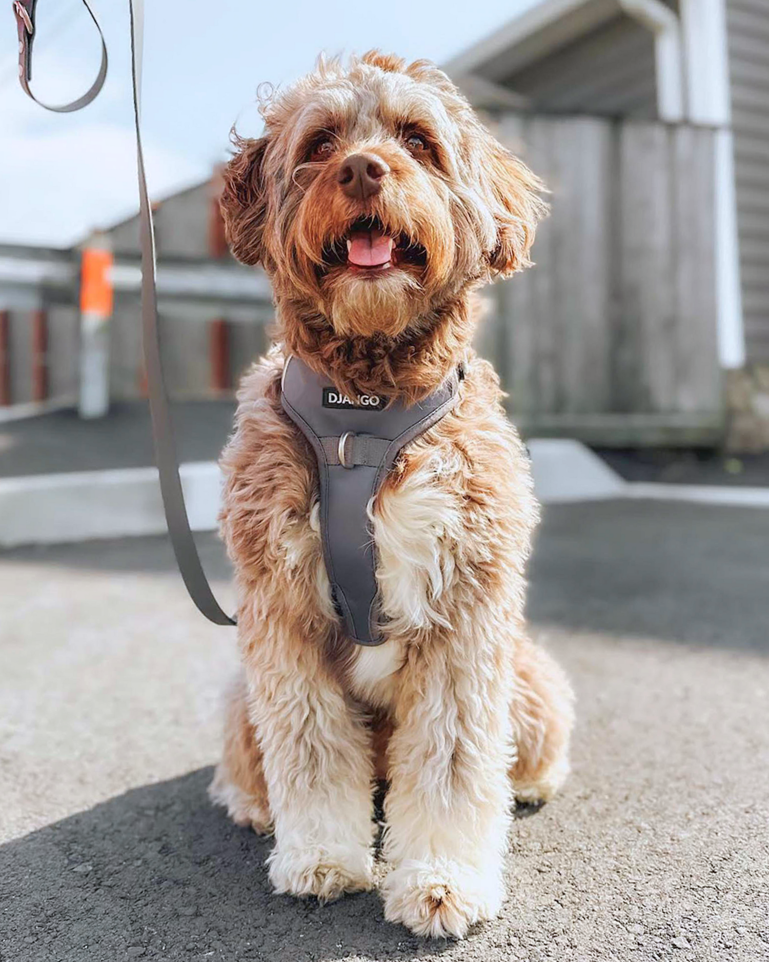 Escape-proof and durable no pull dog harness – Poppy Seed Gray design with front and back leash clips, padded straps, and reinforced stitching for control