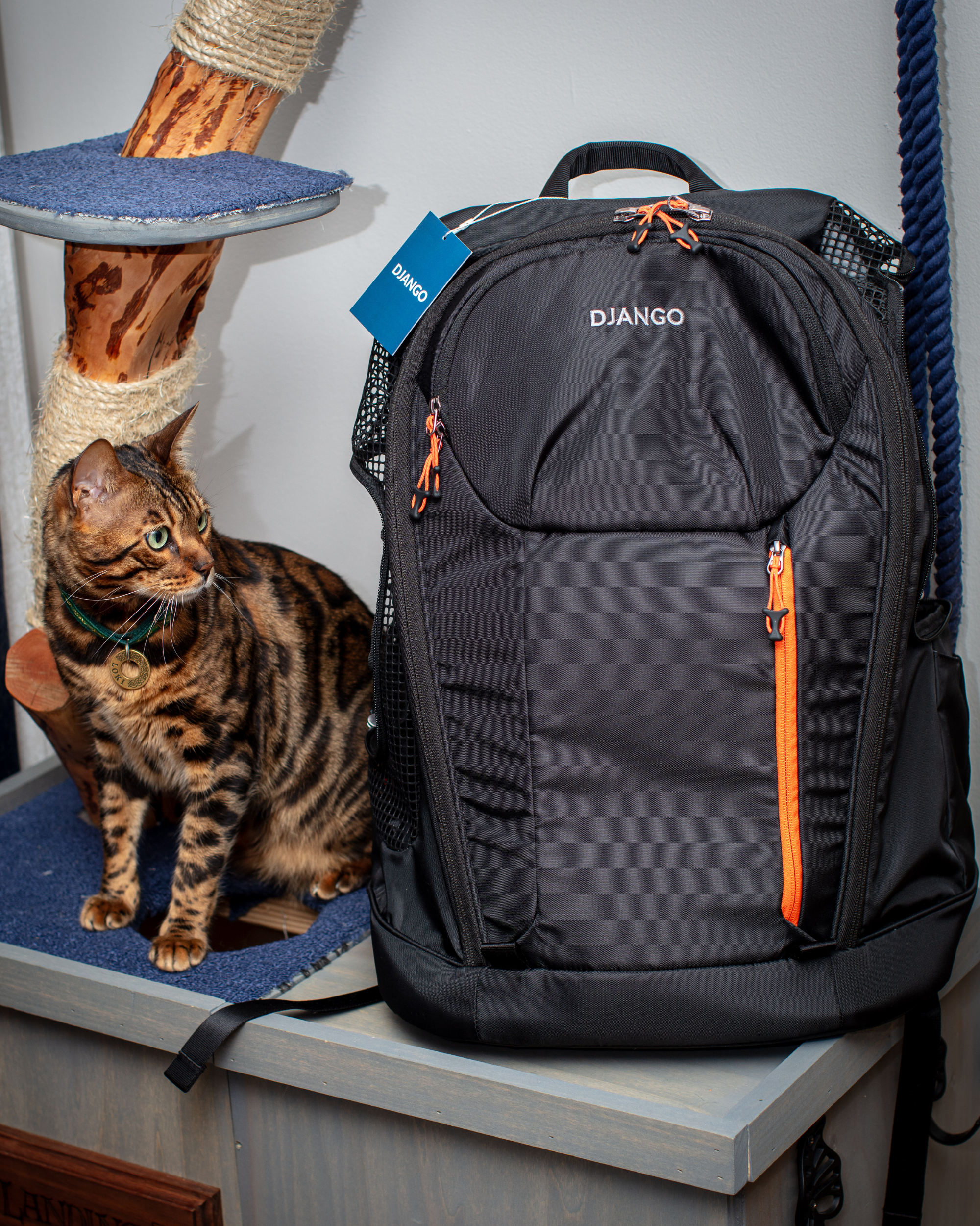 Image of premium hiking pet carrier backpack for cats and dogs up to 20-25 lbs with beautiful Bengal cat sitting beside the high quality pet carrier pack
