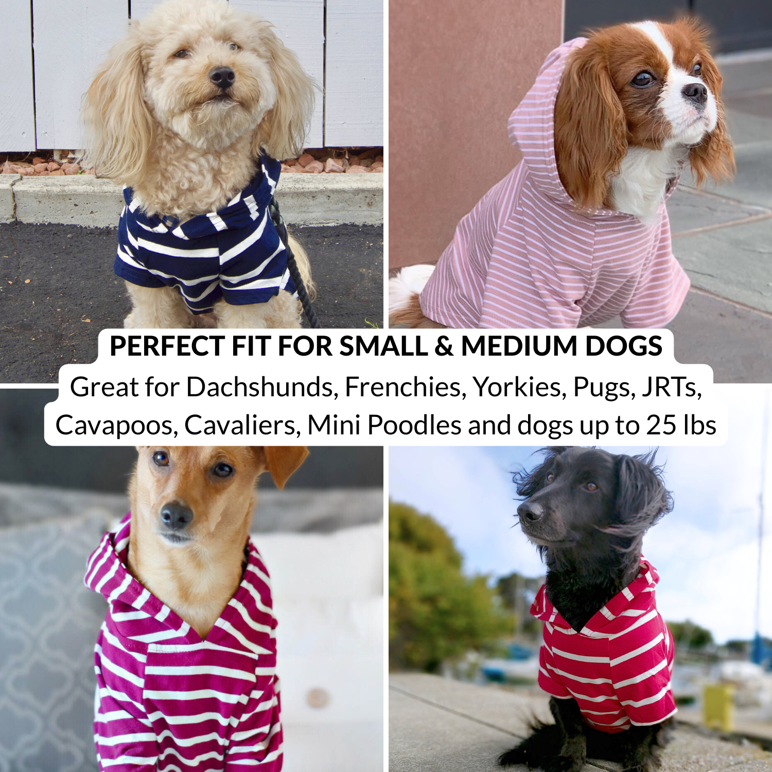Four dogs wearing striped dog clothes for fall and winter outings with text about dog sizes and breeds.