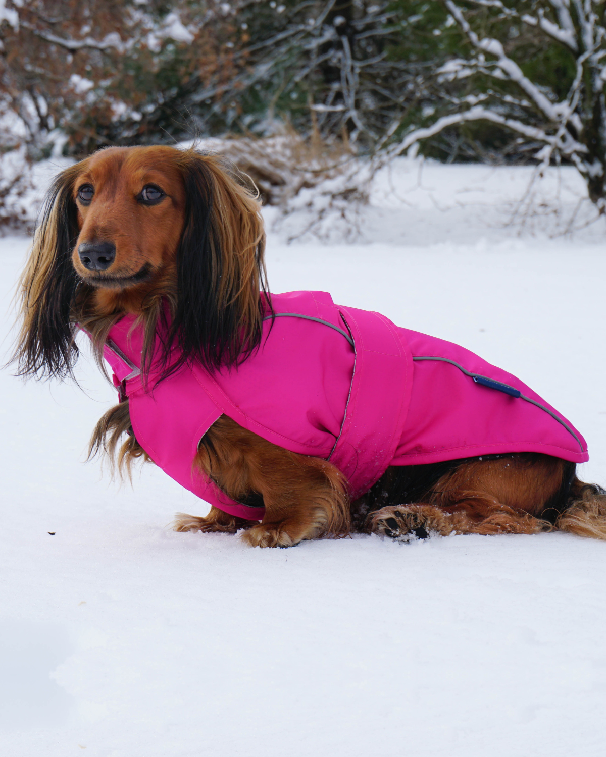 The DJANGO City Slicker in Cerise Pink is a water-repellent raincoat designed for dachshunds, poodles, and adventurous breeds. This lightweight jacket offers maximum protection from rain, ensuring your pup stays dry and stylish during wet weather outings.