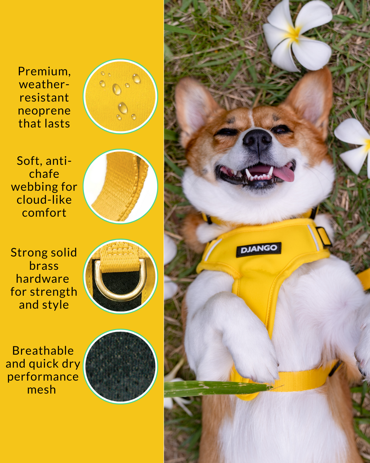 Made from premium neoprene, reinforced webbing, and solid brass hardware, this harness is built to last while looking great. DJANGO dog harnesses are considered the best harnesses for corgi, dachshunds, and all breeds alike.