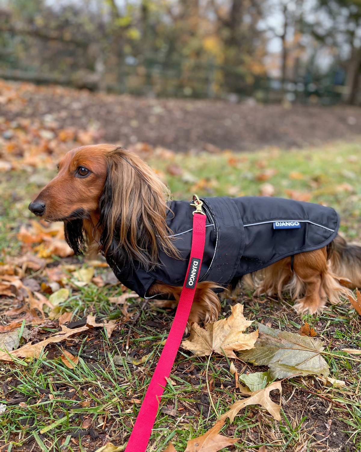 Keep your long dog dry with the DJANGO City Slicker waterproof dog jacket in Black. This lightweight raincoat provides premium protection from the rain while ensuring a snug, comfortable fit for long dogs. The best choice for wet weather, it’s durable, stylish, and perfect for everyday use.