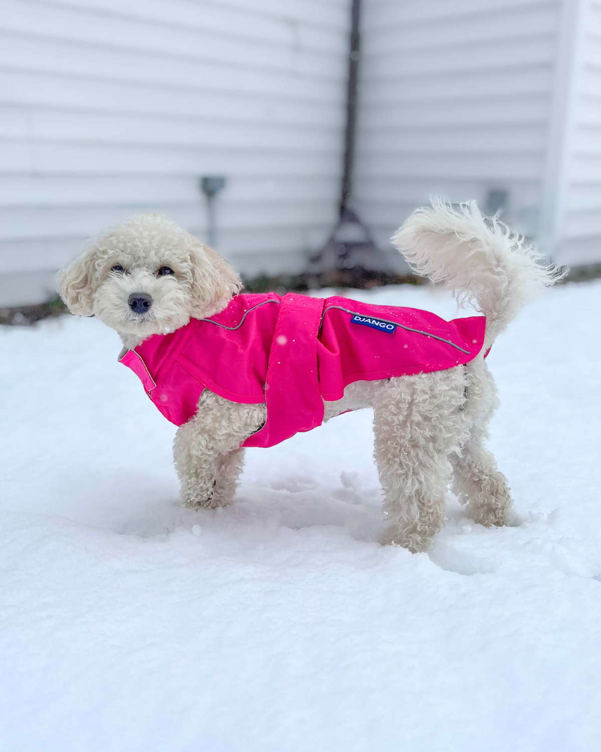 The DJANGO City Slicker in Cerise Pink is the perfect water-repellent jacket for dachshunds, small breeds, and long dogs. Its lightweight, durable design keeps your pup dry and comfortable, making it an ideal raincoat for daily walks or rainy outdoor adventures.
