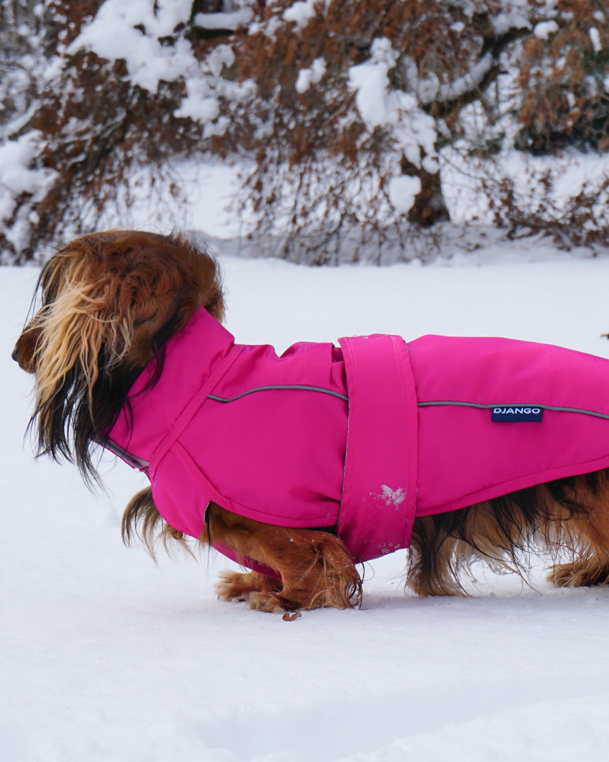 The DJANGO City Slicker in Cerise Pink is a water-repellent raincoat ideal for dogs like dachshunds, poodles, cavalier king charles spaniels, Boston terriers, and more. Its lightweight, breathable design provides comfort and protection from wet weather, making it the best raincoat for dogs in any conditions.