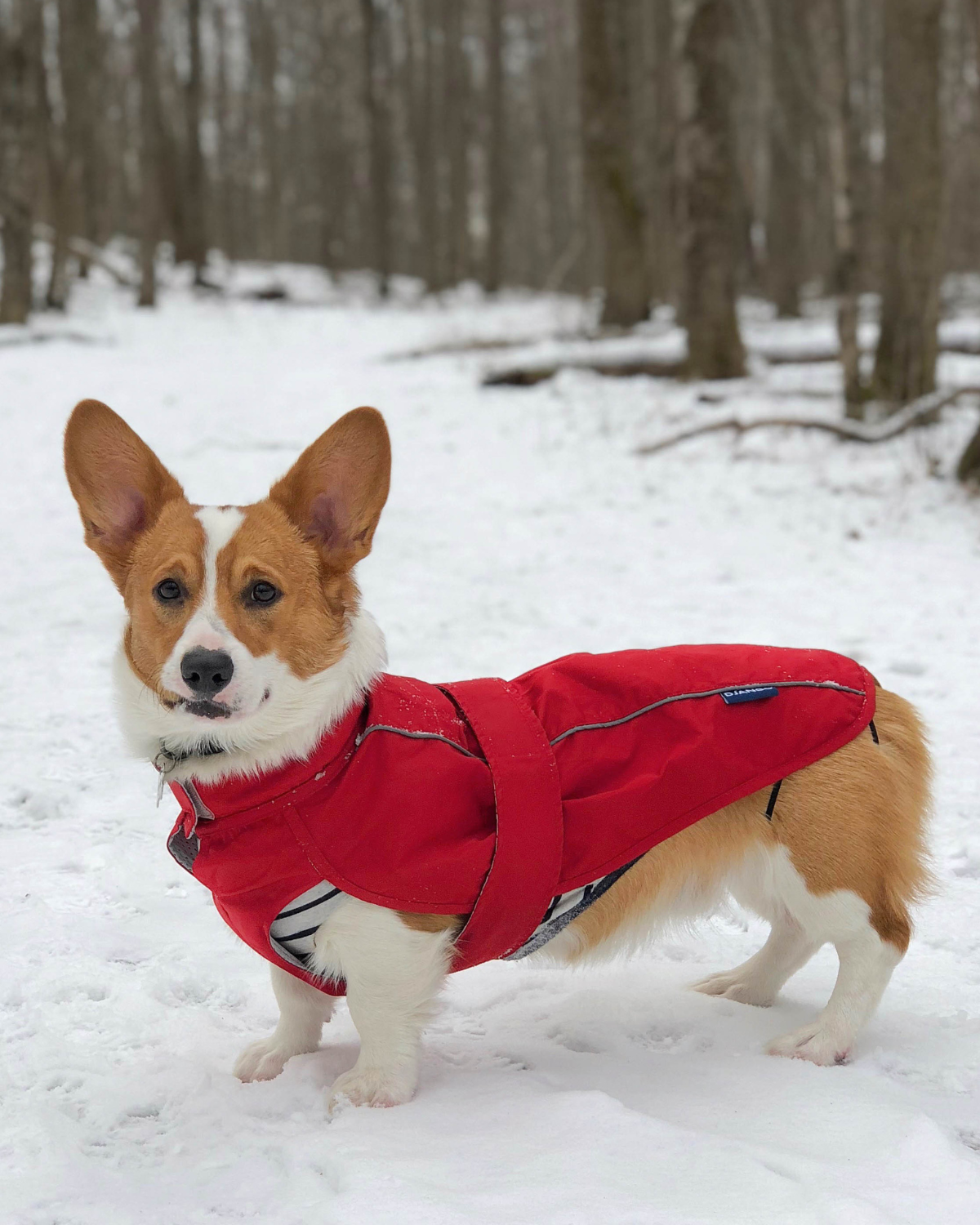 The DJANGO City Slicker in Cherry Red is a water-repellent jacket built for small and medium dog breeds such as dachshunds, French Bulldogs, and poodles. This lightweight, durable raincoat keeps your pup dry and cozy, perfect for rainy day adventures.
