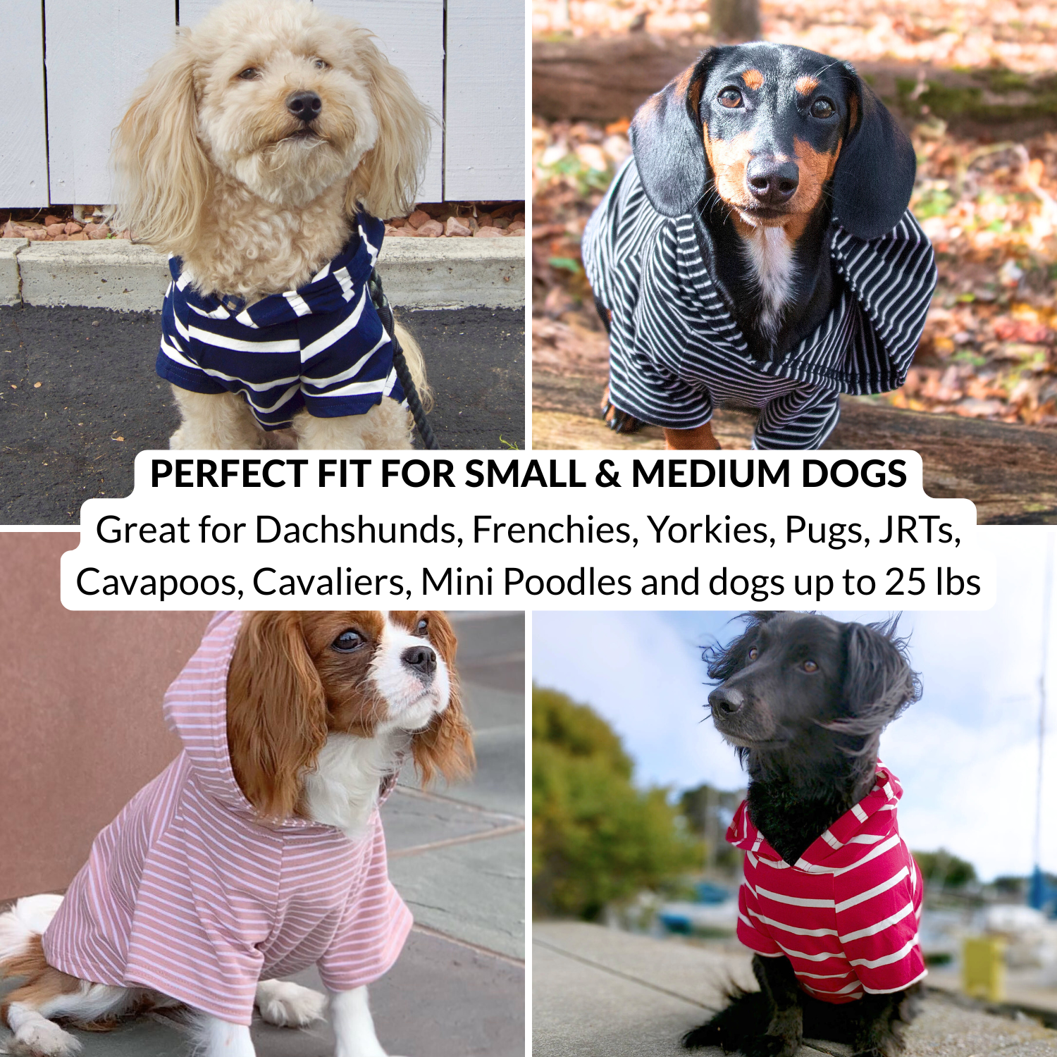 Four dogs wearing striped dog clothes for autumn with text about dog sizes and breeds.