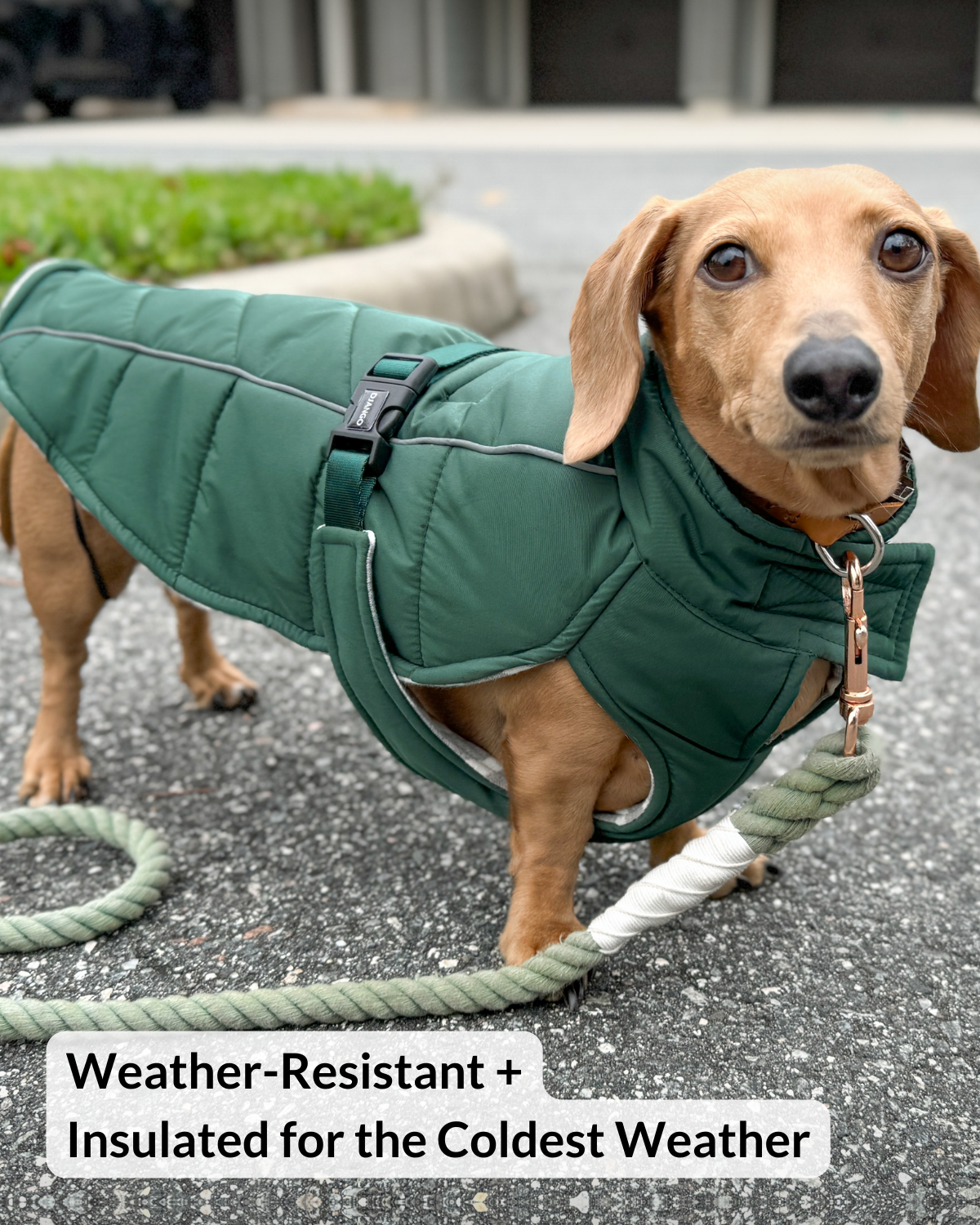 Best winter coats for dachshunds. Dog wearing a green weather-resistant insulated coat harness compatible on a leash.