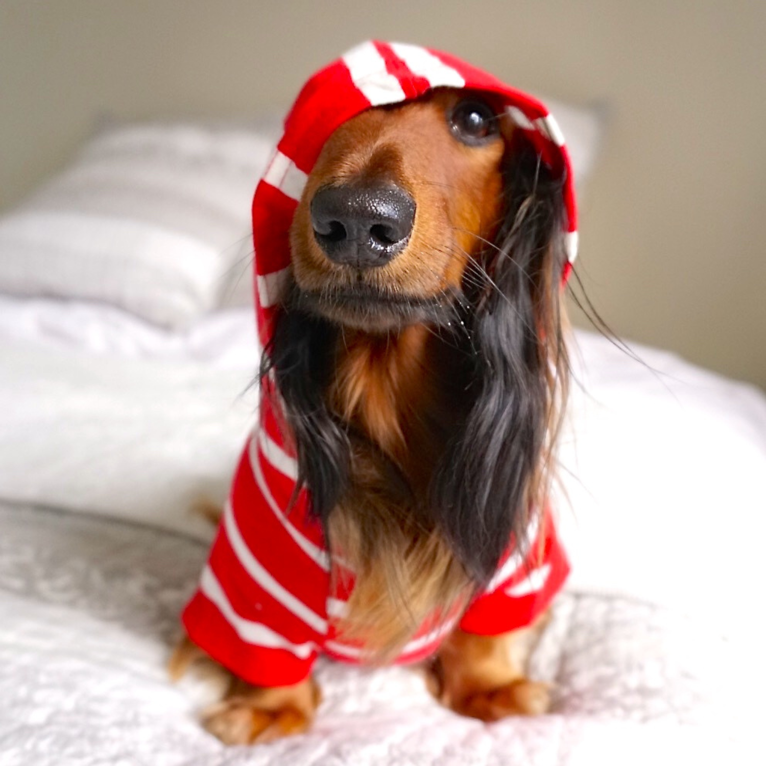 Dog wearing casual striped hoodie and sitting on a bed looking adorable and cozy