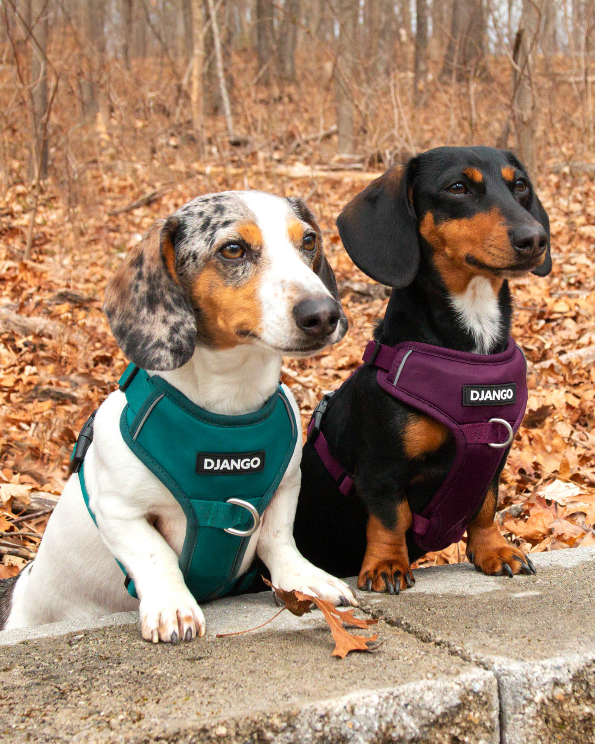 Dachshunds Gretta and Eko are wearing their DJANGO dog harnesses. DJANGO's Tahoe No Pull Dog Harness has a weather-resistant and padded neoprene exterior, a narrow and deep harness body (to prevent the risk of chafing) reflective piping, and soft webbing. - djangobrand.com