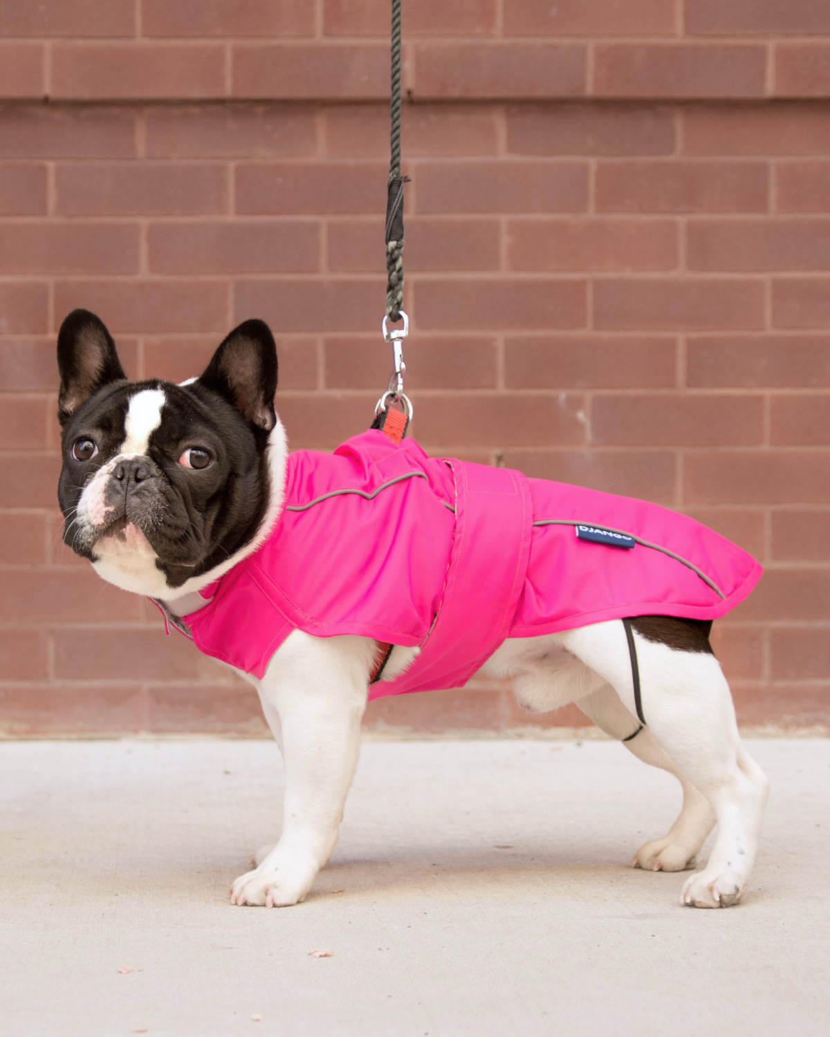 The DJANGO City Slicker in Cerise Pink is the best water-repellent raincoat for dogs. This lightweight jacket offers superior protection from the rain while ensuring your dog stays comfortable and dry on all their rainy-day walks.