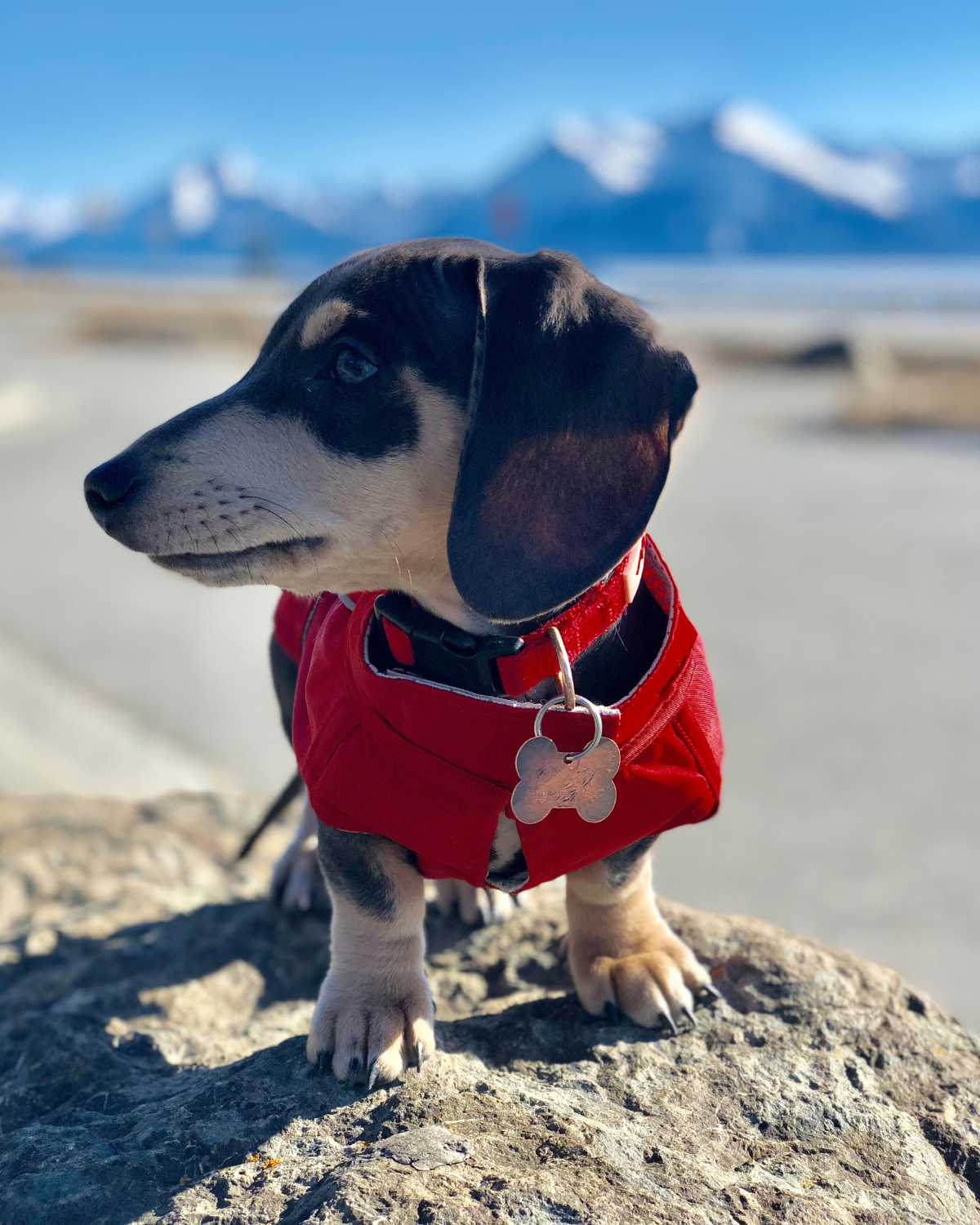 The DJANGO City Slicker in Cherry Red is a water-repellent dog jacket designed for small and medium breeds like poodles, dachshunds, and beagles. This lightweight raincoat offers full rain protection, ensuring your dog stays dry and cozy during wet weather.