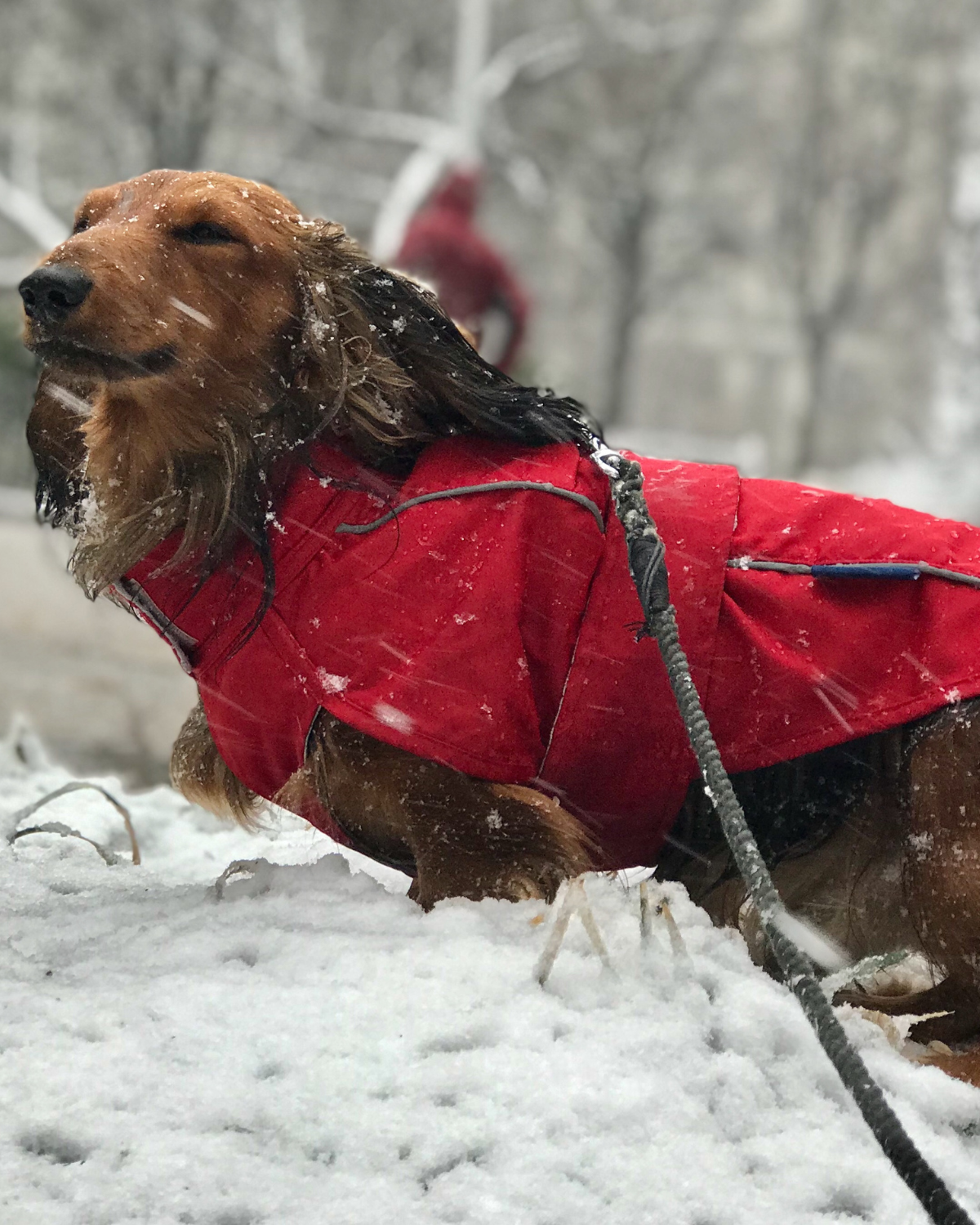 The DJANGO City Slicker in Cherry Red is the perfect water-repellent raincoat for small and medium dog breeds like dachshunds, French Bulldogs, and beagles. This lightweight jacket offers premium rain protection while keeping your dog cozy and stylish in wet conditions.