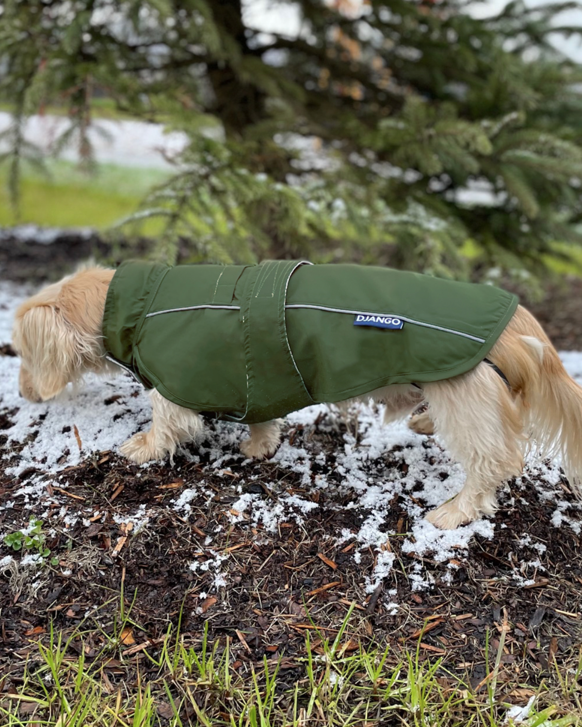 Ensure your long dog or small breed stays dry with the DJANGO City Slicker Kombu Green raincoat. This lightweight waterproof jacket is perfect for dogs like dachshunds, French Bulldogs, and other small dogs. With its premium, water-repellent design, it offers reliable weather protection while keeping your pup comfortable during rainy walks.