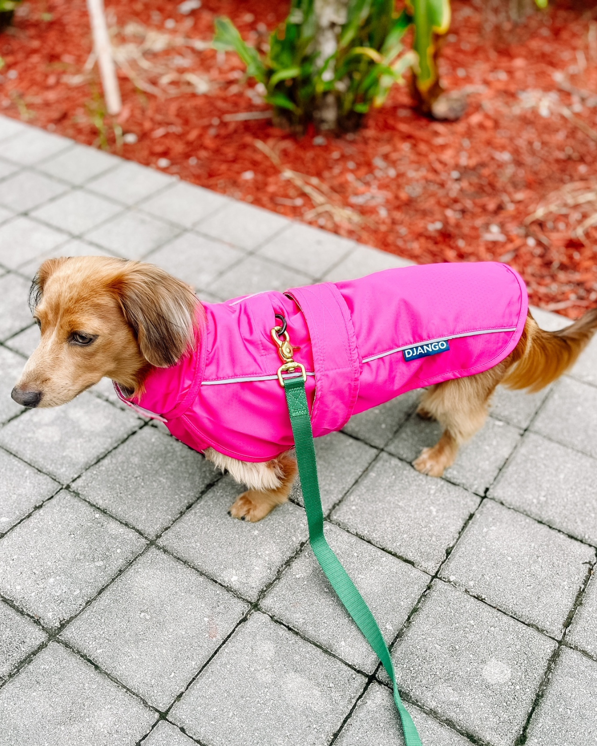 The DJANGO City Slicker in Cerise Pink is a premium water-repellent jacket perfect for small dogs like dachshunds and Boston terriers and Chihuahuas. This lightweight dog raincoat provides reliable protection from rain, ensuring your dog stays comfortable and stylish in any weather.