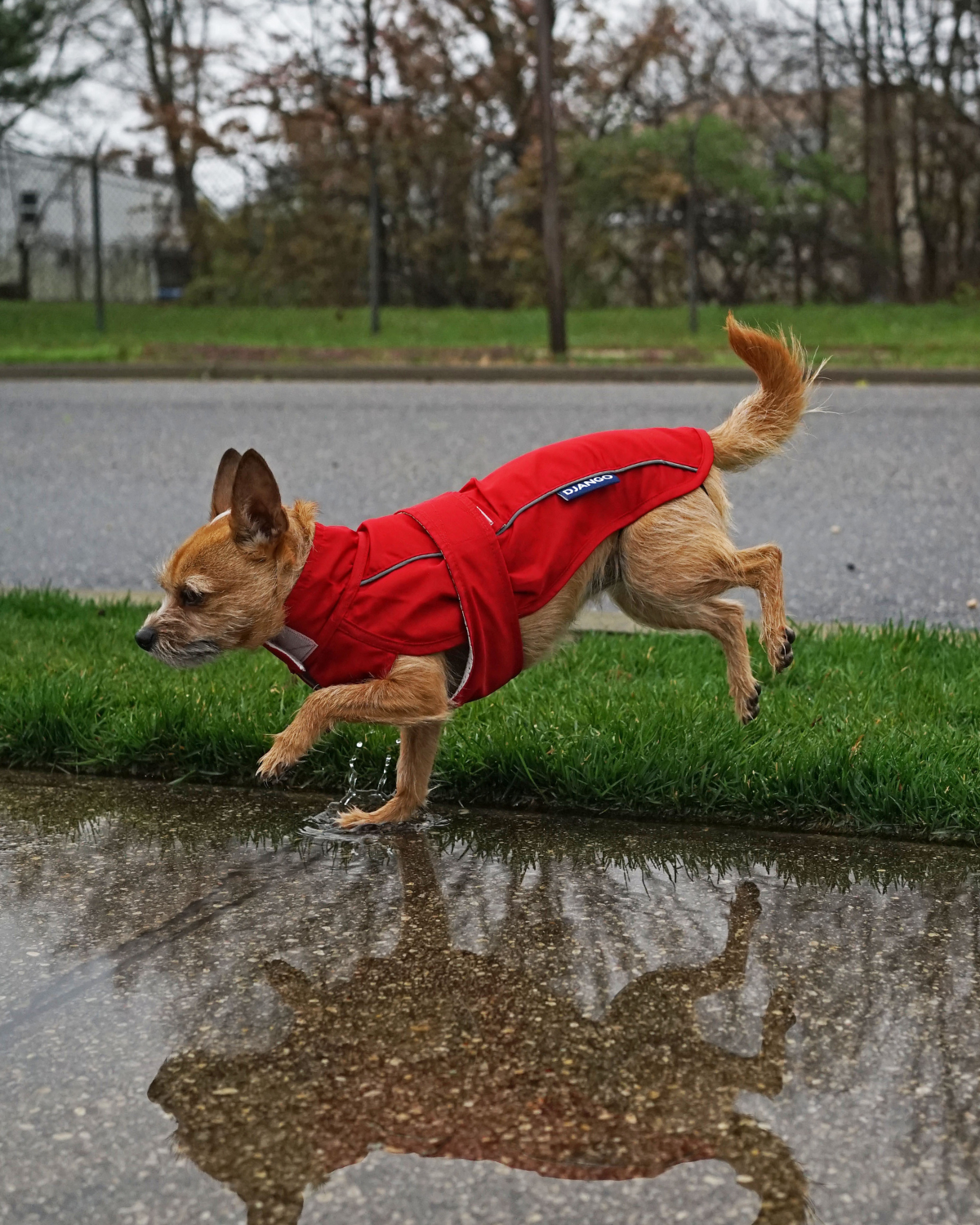 The DJANGO City Slicker in Cherry Red is a premium water-repellent dog raincoat built for small and medium dog breeds like dachshunds, beagles, and poodles. This lightweight jacket provides excellent rain protection while ensuring your dog stays dry and cozy on walks.