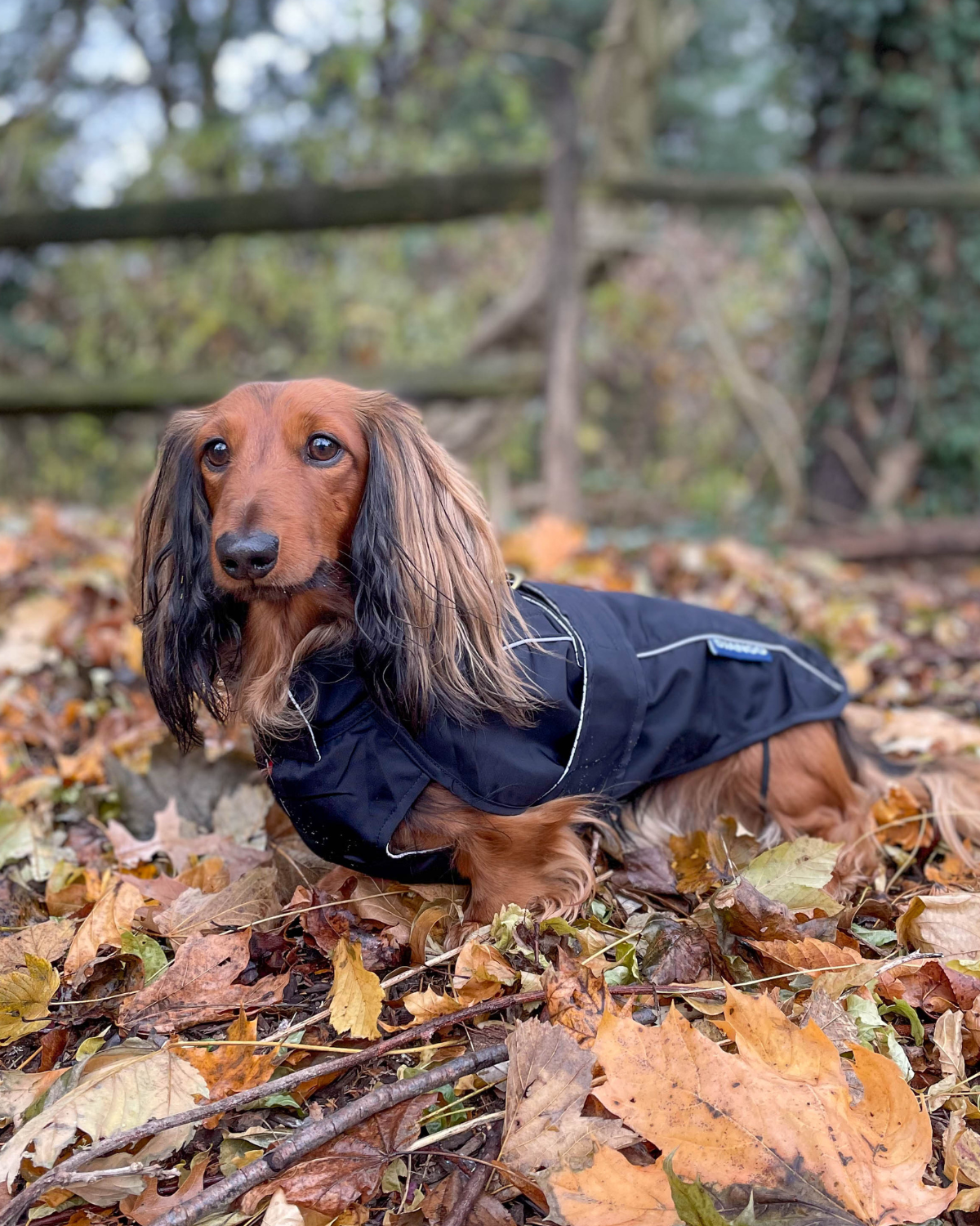 The DJANGO City Slicker in Black is the perfect waterproof dog jacket for long dogs like dachshunds and small breeds. This premium raincoat offers lightweight protection against the elements, ensuring your pup stays dry and comfortable on all your rainy day walks. A must-have for wet weather!