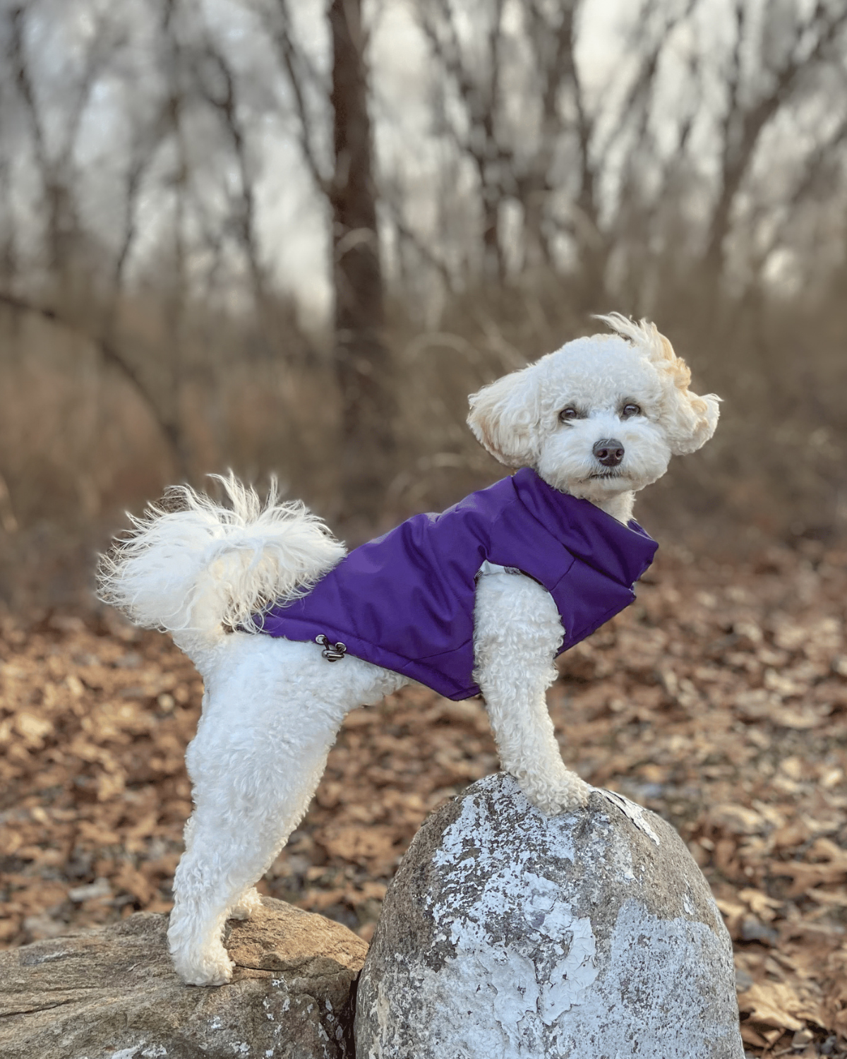 Winter Dog Jacket for Small Dogs Waterproof: Designed with a water-resistant exterior, this purple puffer coat keeps corgis, Yorkies, and other popular small dog breeds dry and cozy in snowy or rainy weather.