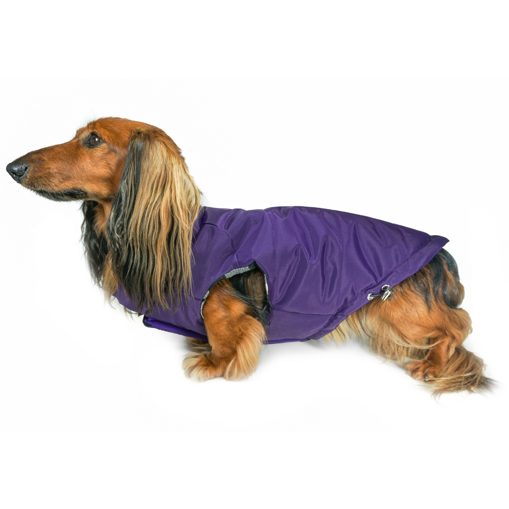 Django dog coats shop