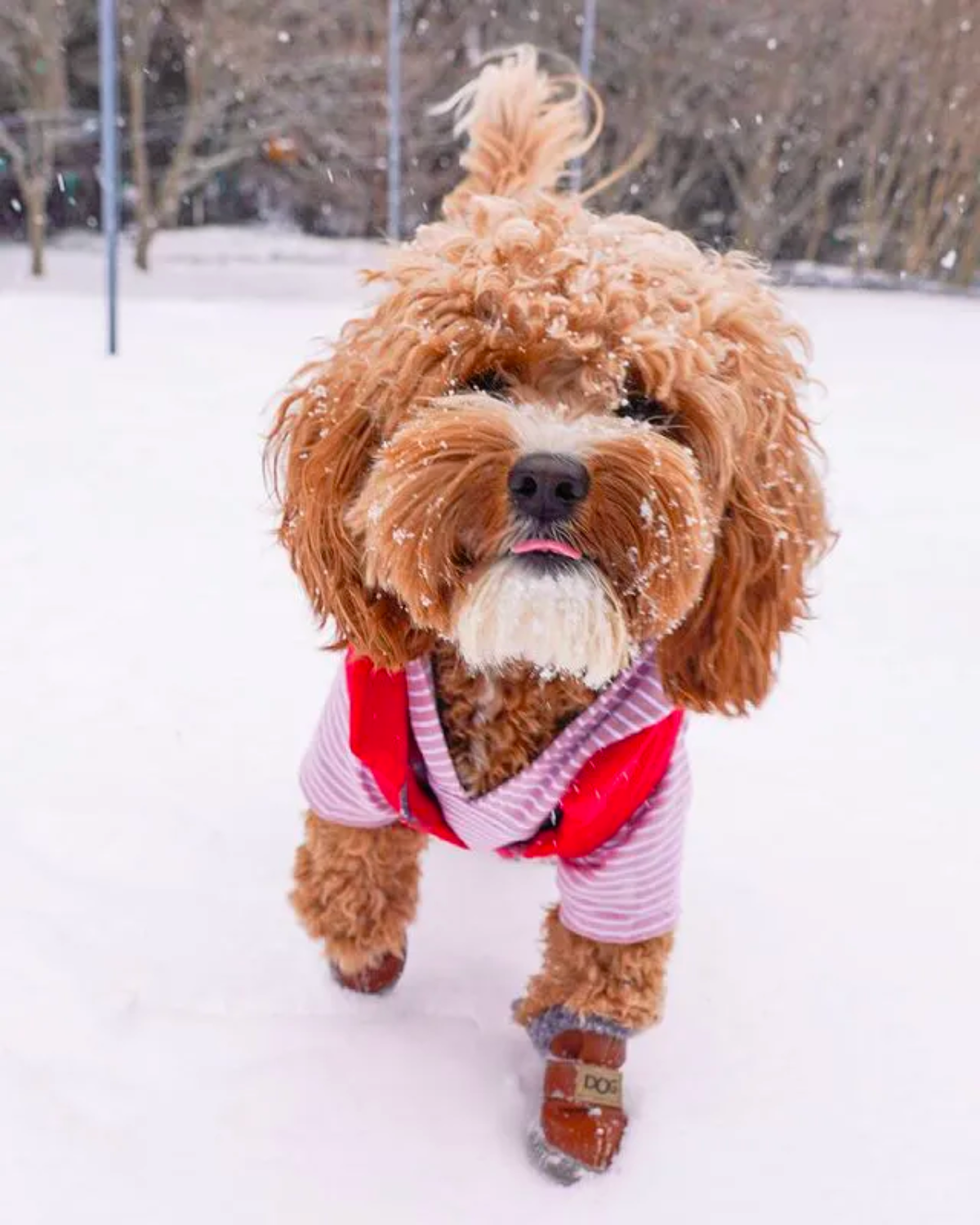 Waterproof and Durable Red Dog Coat: Protect your pup from the elements with this rugged, water-resistant puffer jacket, ideal for snowy or rainy winter adventures.