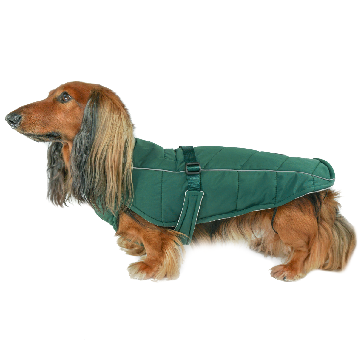 Tweenie dachshund dog in DJANGO Whistler Winter Dog Coat Lafayette Green, insulated and water-repellent, side-facing product view on white background