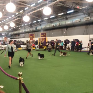 DJANGO - Westminster Kennel Club Dog Show 2020 - djangobrand.com