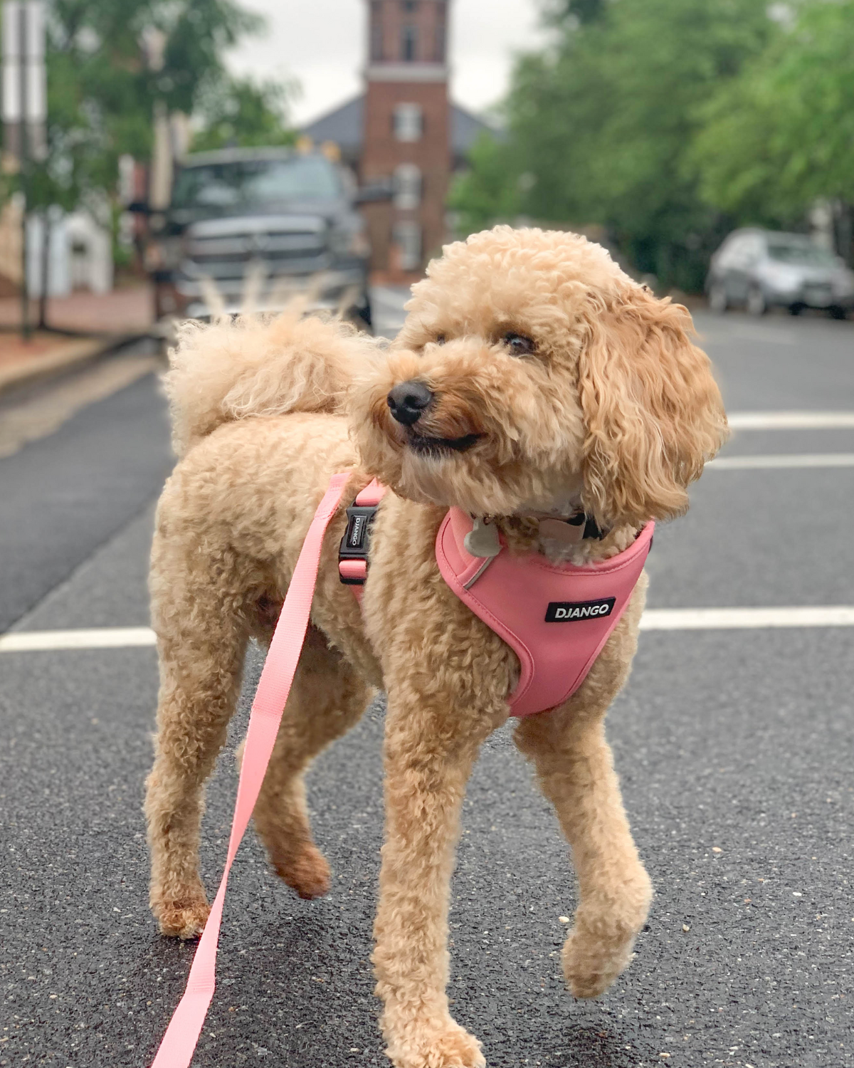 Best harness for golden doodles! Golden doodle puppy Nilla is wearing her DJANGO dog harness and leash set in beautiful color Quartz Pink - djangobrand.com