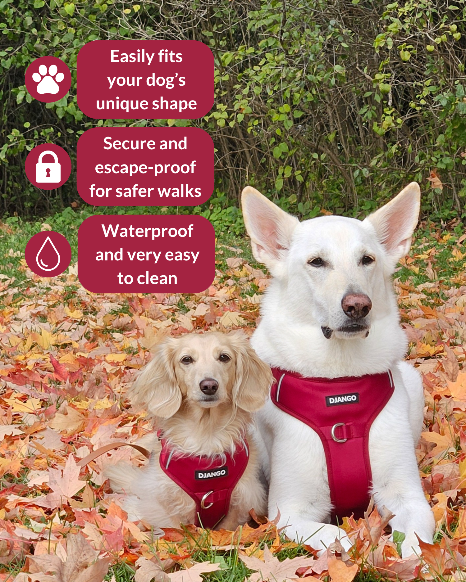 Mini dachshund in size medium and German Shepherd in size XXL wearing matching DJANGO Tahoe No Pull Dog Harnesses in Firelight Red