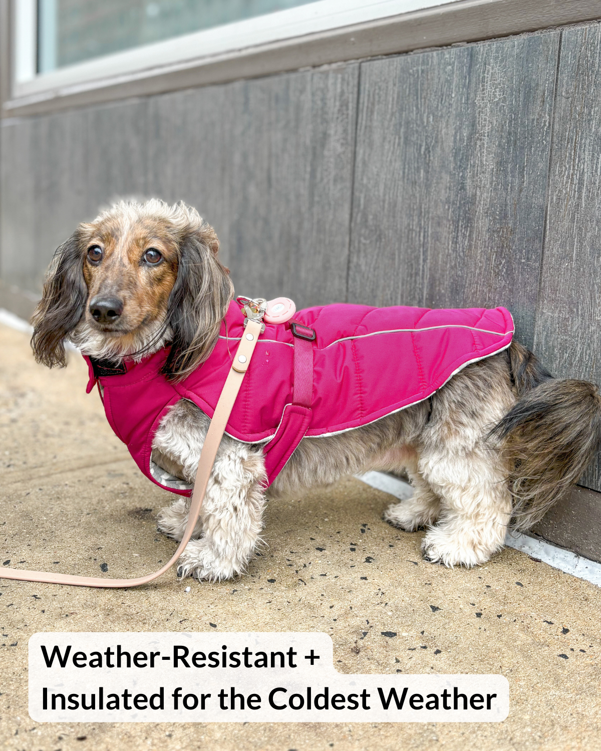 Miniature Dachshund winter dog coat - Mini doxie wearing a pink weather-resistant insulated puffer coat standing on a city sidewalk.