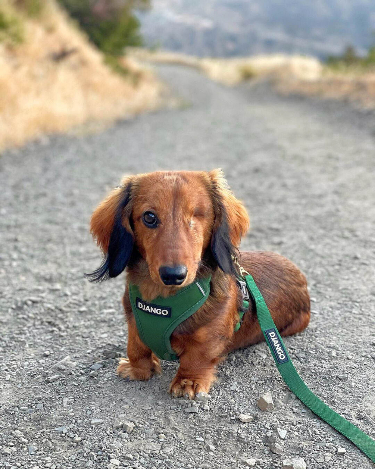 Featuring four points of adjustment, this no-chafe, escape-proof harness ensures a secure fit and prevents your dog from slipping out during walks or adventures.