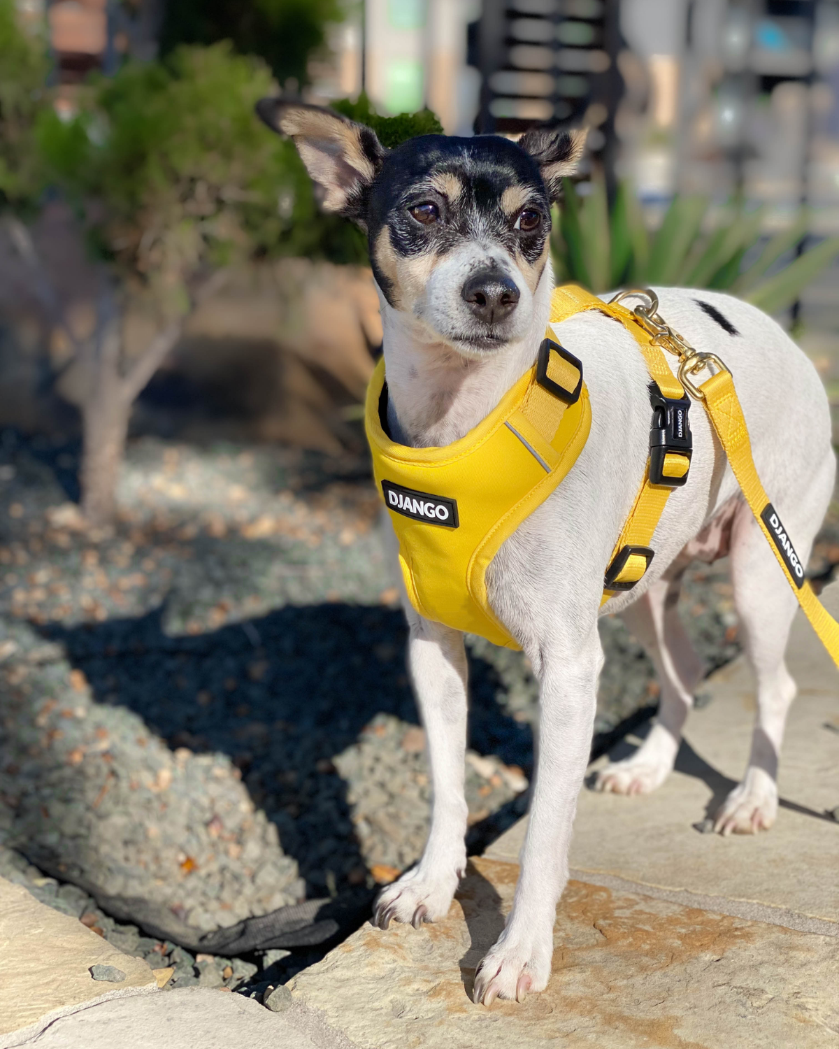 Soft yet durable, this weather-resistant harness offers a secure, chafe-free fit for medium-sized dogs up to 30 lbs