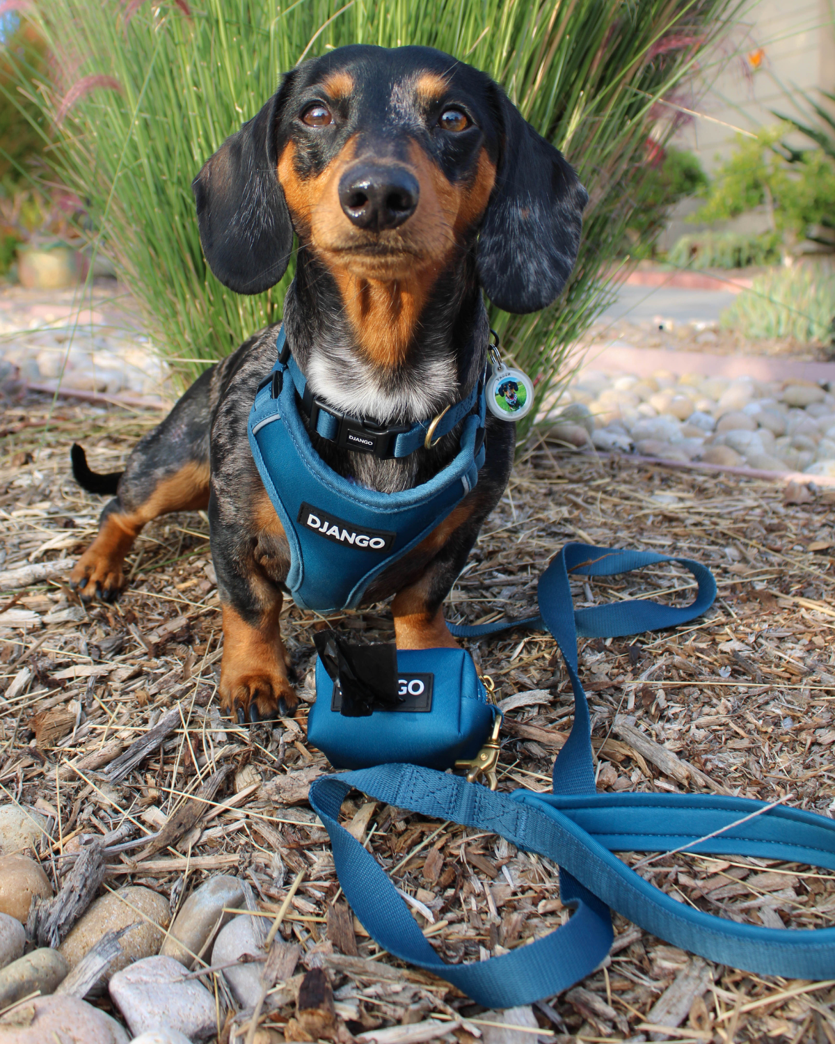 Designed to fit small and medium dogs up to 30 lbs, this harness offers a custom, secure fit for every breed, ensuring comfort on every adventure.