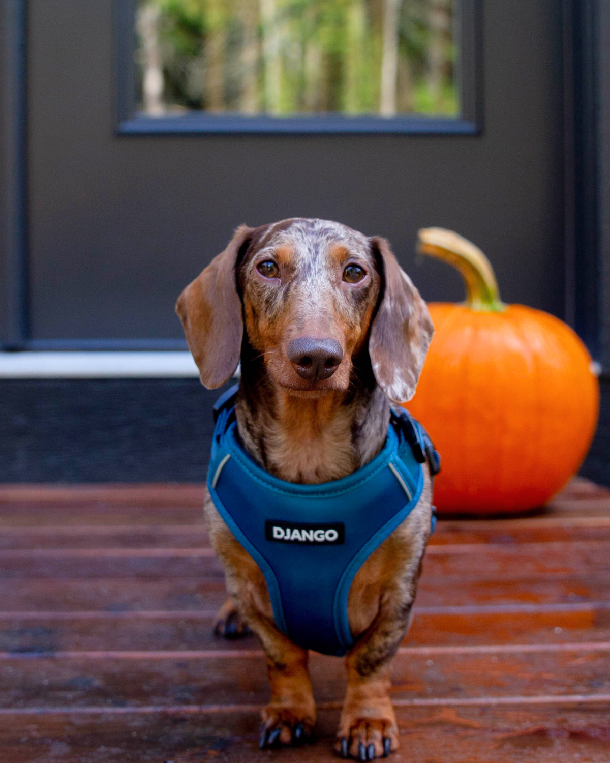 The deep, adjustable design of this harness prevents rubbing, while the secure fit ensures your dog stays in control without pulling.