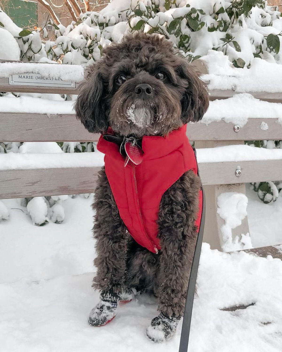 Insulated Winter Dog Coat Red: Lined with soft, insulated material, DJANGO’s red puffer coat ensures your dog stays warm and comfortable during chilly walks.
