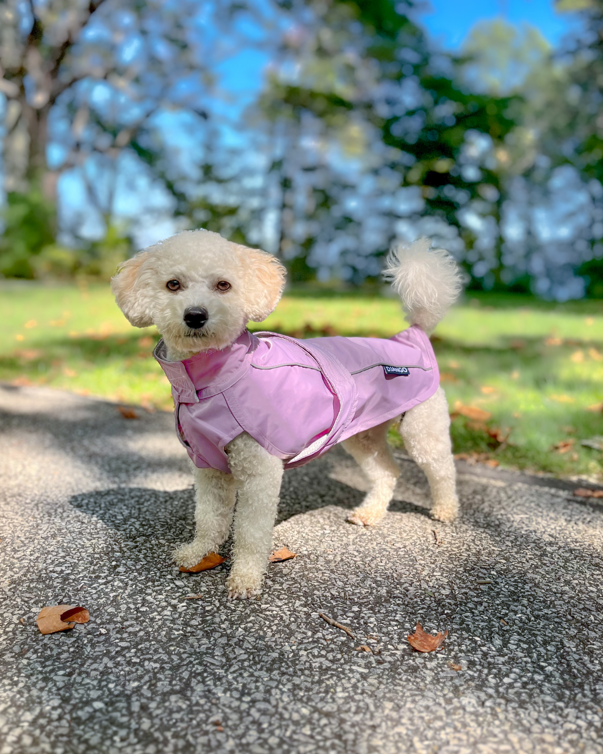 The DJANGO City Slicker in Lilac Purple is the perfect water-repellent jacket for small and medium dog breeds such as dachshunds, French Bulldogs, and poodles. This lightweight raincoat keeps your dog comfortable and dry, no matter the weather.