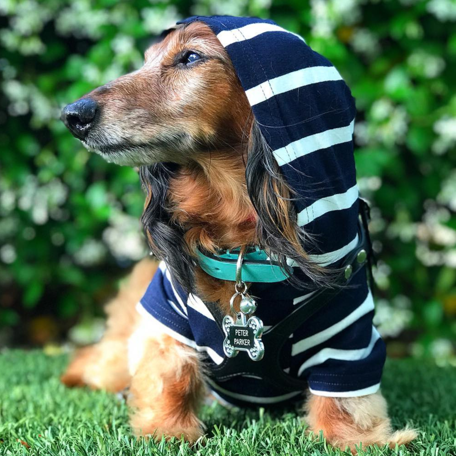 Best clothes for senior dog small