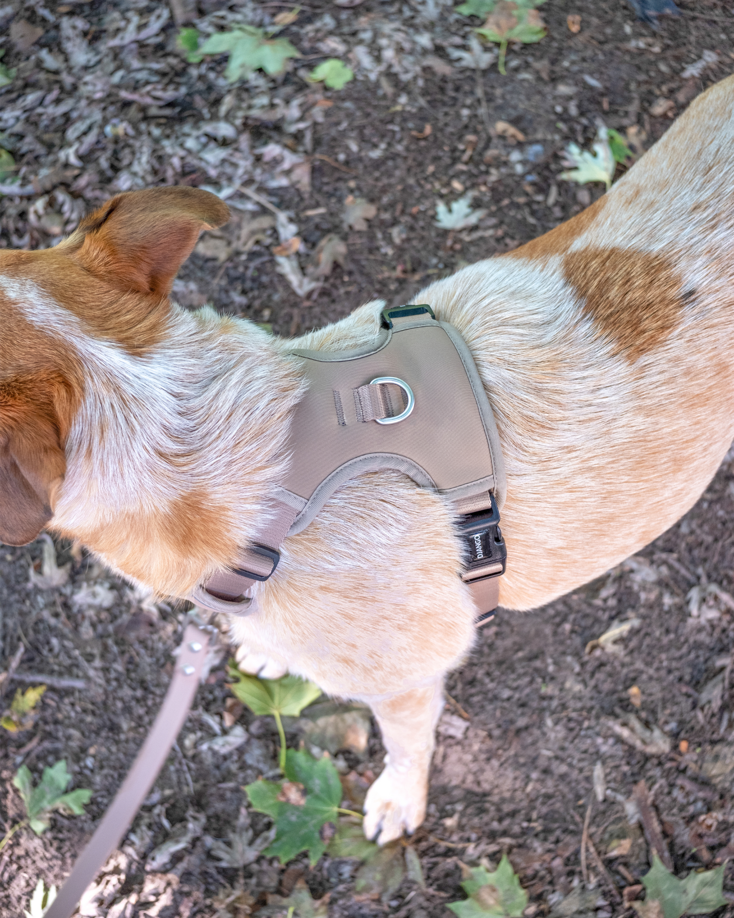 Comfortable no pull dog harness in Sandy Beige – Designed for maximum comfort with a breathable mesh lining and ergonomic fit