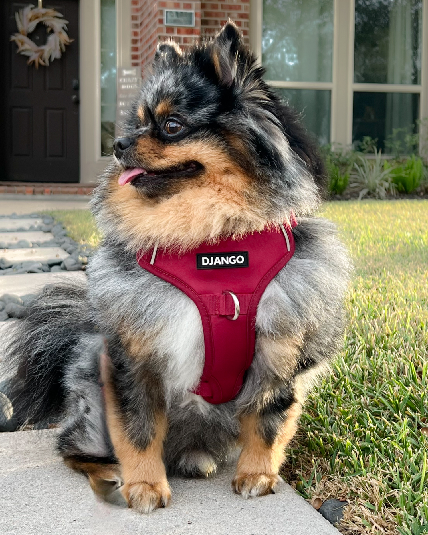 Medium dog Pomeranian wearing DJANGO Tahoe No Pull Dog Harness in Firelight Red, showing the front chest panel and adjustable fit