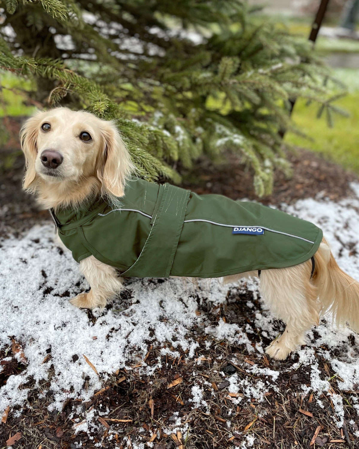 The DJANGO City Slicker in Kombu Green is a lightweight, waterproof dog jacket that offers full coverage for long dogs like dachshunds and small breeds like French Bulldogs. This raincoat is designed to withstand wet weather while providing a comfortable fit, making it the best choice for rainy day walks and outdoor activities.