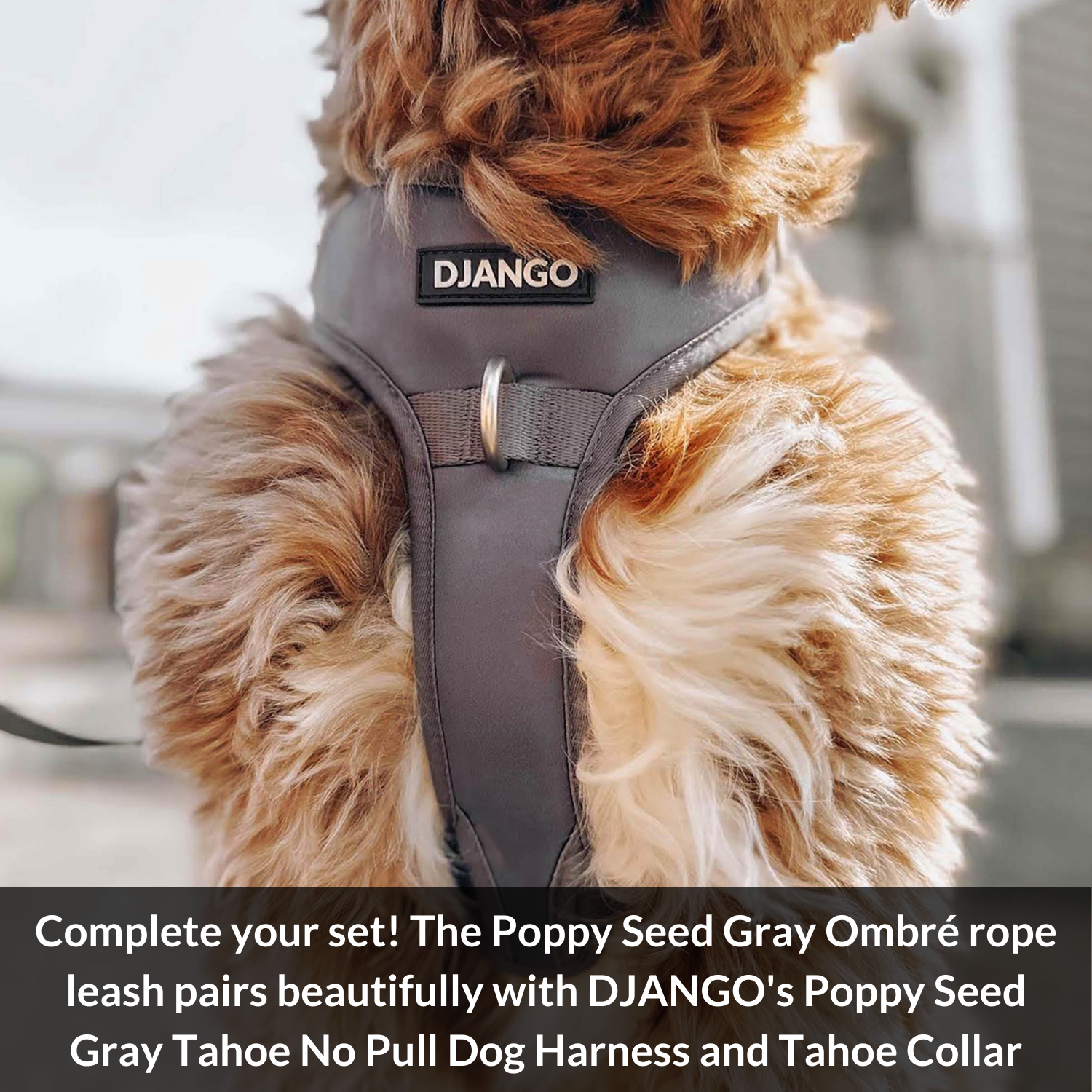 Crafted with hand-spliced cotton rope and secure whipping knots, this gray ombre dog leash is built for strength and longevity.