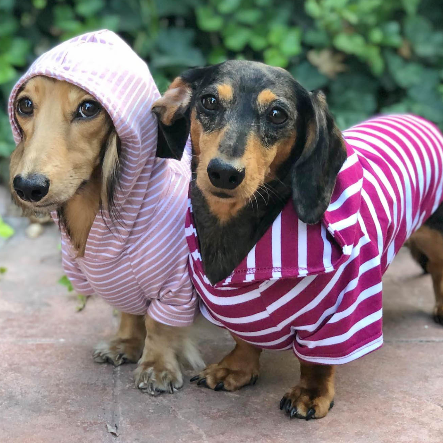 Two dachshunds wearing pink and purple striped outfits outdoors.