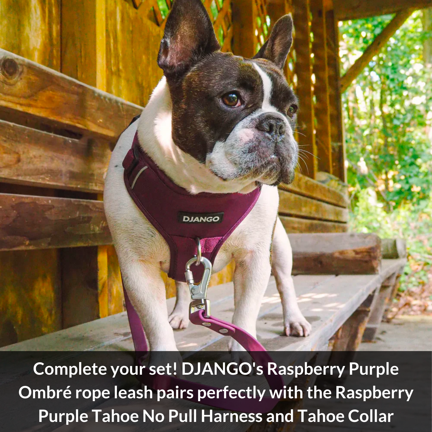 A trendy and durable dog leash in a raspberry purple ombre design. Handmade, soft, and built for all dog sizes.